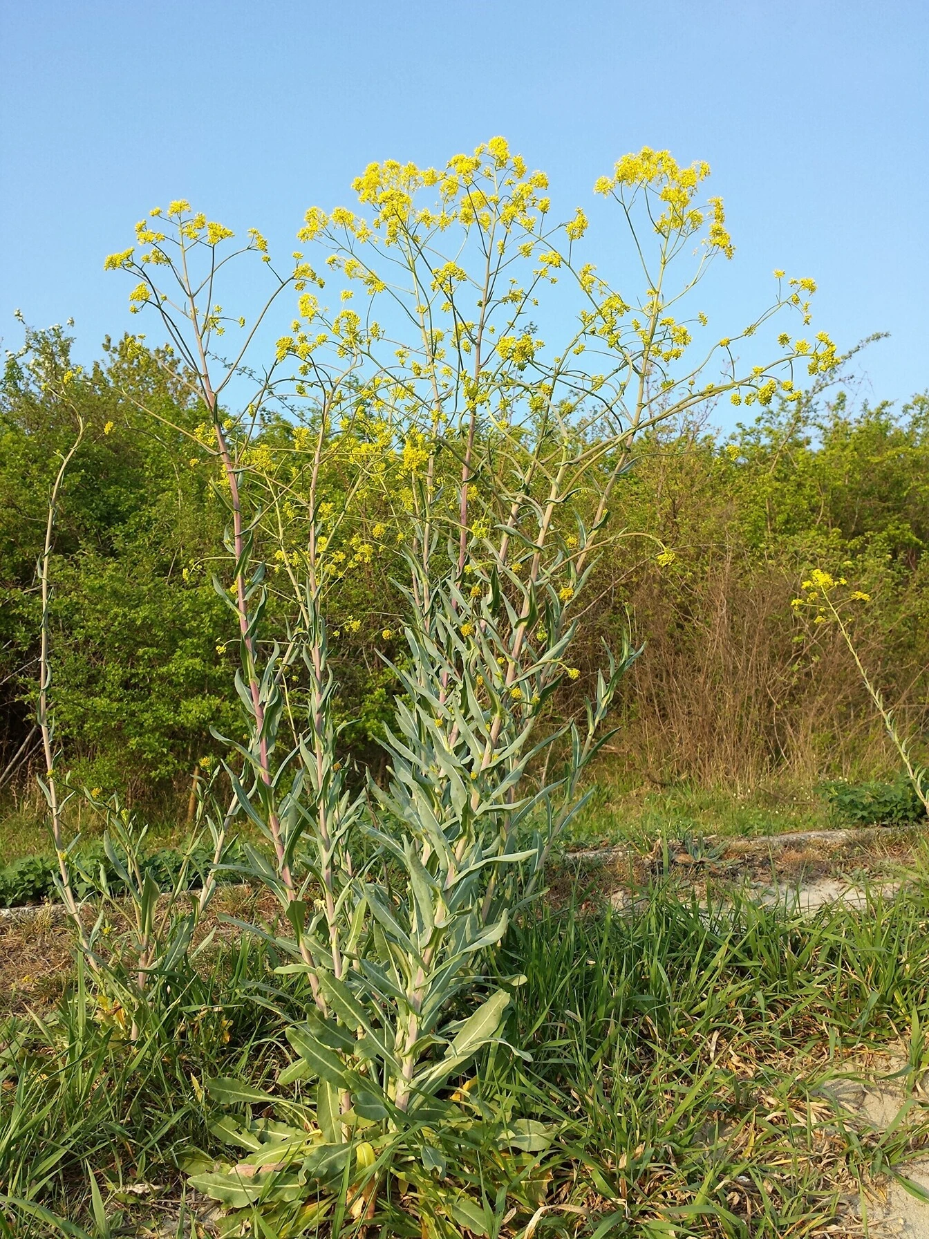 Woad (Isatis tincotria) has been grown all throughout Europe for its importance as a source of blue dye since antiquity.