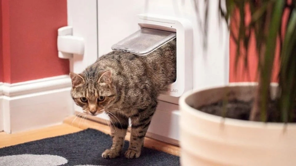 cat door